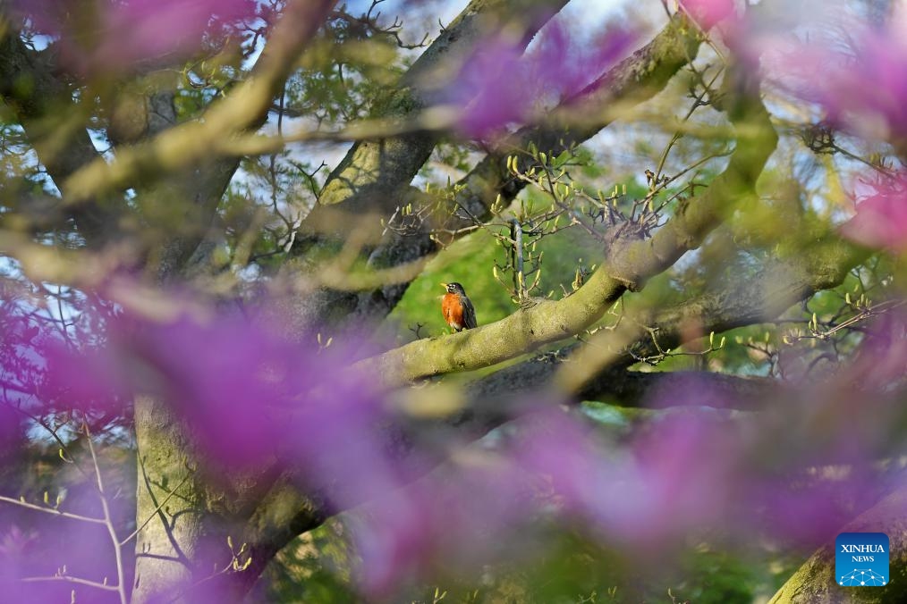 An American robin is seen through clusters of magnolia flowers at Brooklyn Botanic Garden in New York, the United States, on April 14, 2024.(Photo: Xinhua)