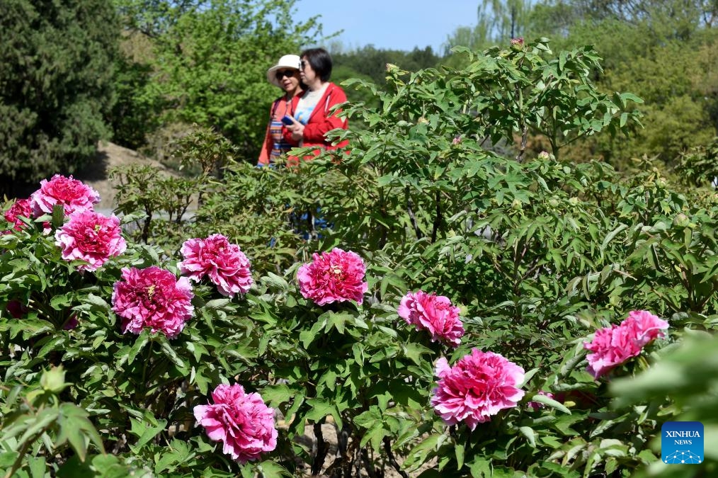 People enjoy blooming peonies at the Yuanmingyuan Park in Beijing, capital of China, April 16, 2024.(Photo: Xinhua)