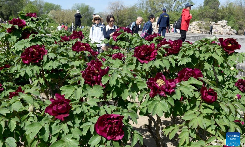 People enjoy blooming peonies at the Yuanmingyuan Park in Beijing, capital of China, April 16, 2024.(Photo: Xinhua)