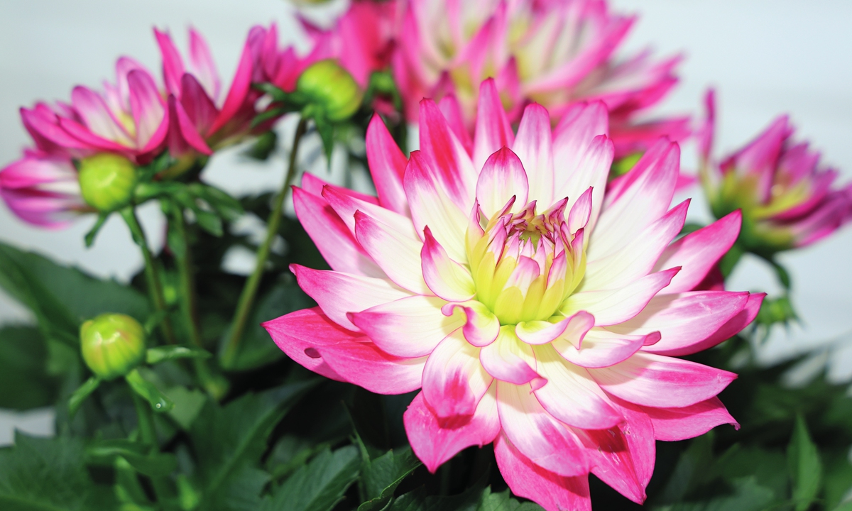 Space-bred flowers Photo: Courtesy of Zhang Chuanjun, a senior aerospace breeding engineer