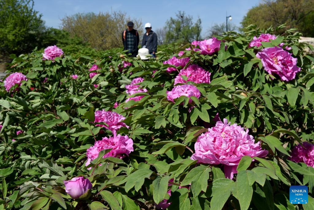 People enjoy blooming peonies at the Yuanmingyuan Park in Beijing, capital of China, April 16, 2024.(Photo: Xinhua)