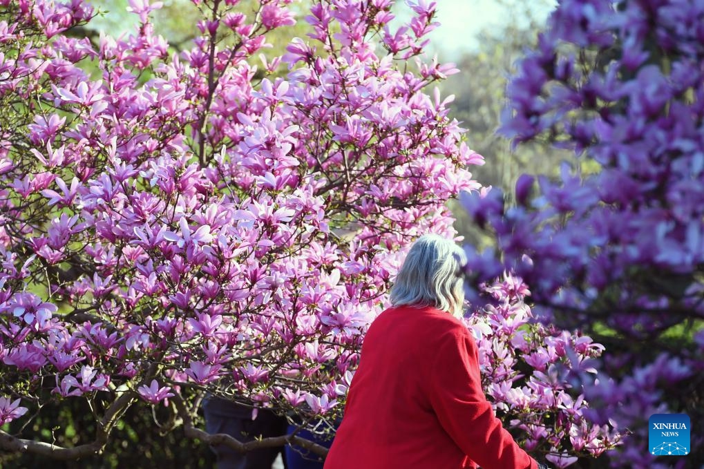 An elderly woman walks past magnolia flowers at Brooklyn Botanic Garden in New York, the United States, on April 14, 2024.(Photo: Xinhua)