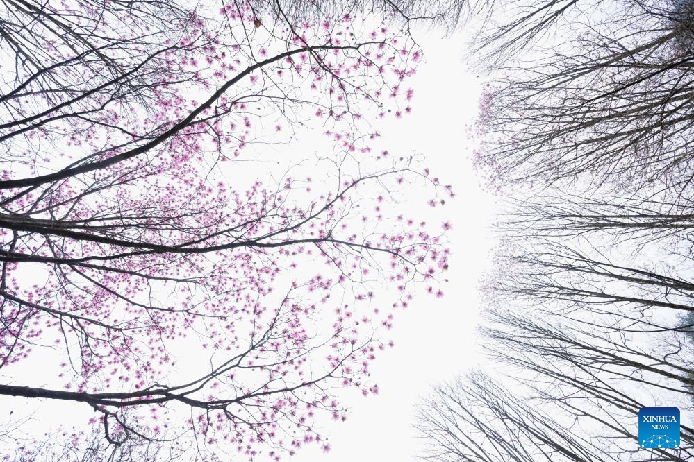 Blooming magnolia flowers are pictured in Cangwangzhai Village of Yongsheng Town in Jiangyou, southwest China's Sichuan Province, April 13, 2024.(Photo: Xinhua)