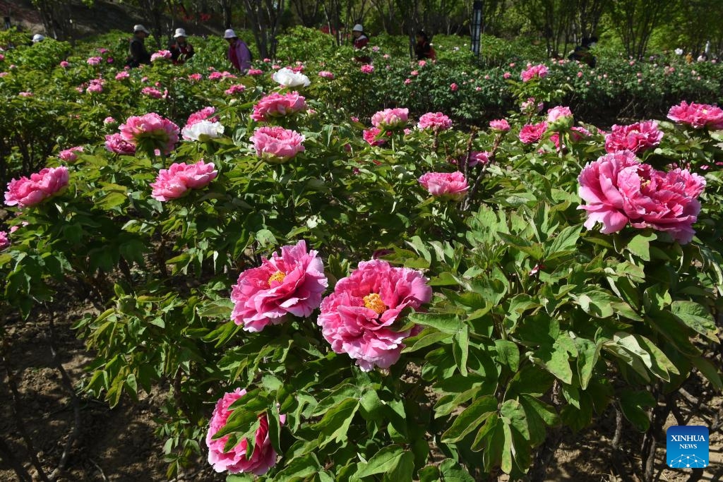 People enjoy blooming peonies at the Yuanmingyuan Park in Beijing, capital of China, April 16, 2024.(Photo: Xinhua)