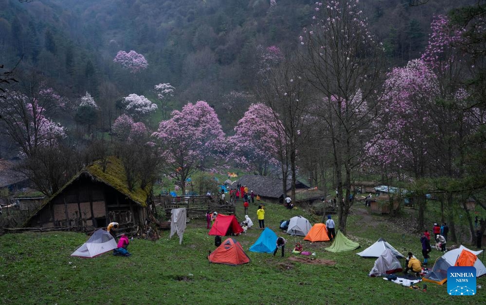 Tourists' tents are pictured under blooming magnolia flowers in Cangwangzhai Village of Yongsheng Town in Jiangyou, southwest China's Sichuan Province, April 14, 2024.(Photo: Xinhua)