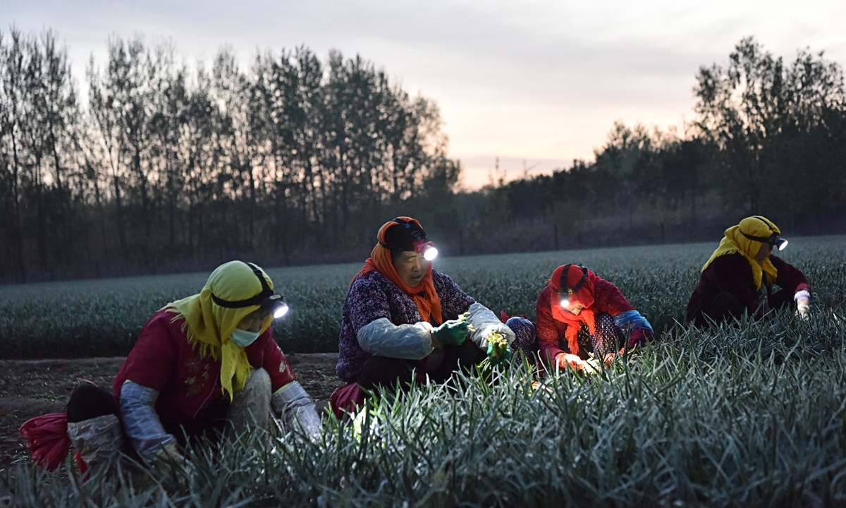 Villagers wear headlights while harvesting leeks in a vegetable field in a village in Weifang, East China's Shandong Province, April 17, 2024. Photo: VCG