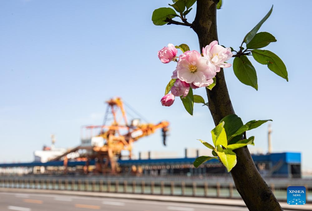 This photo taken on April 16, 2024 shows Chinese crabapple blossom near Huanghua Port in Cangzhou City, north China's Hebei Province.(Photo: Xinhua)