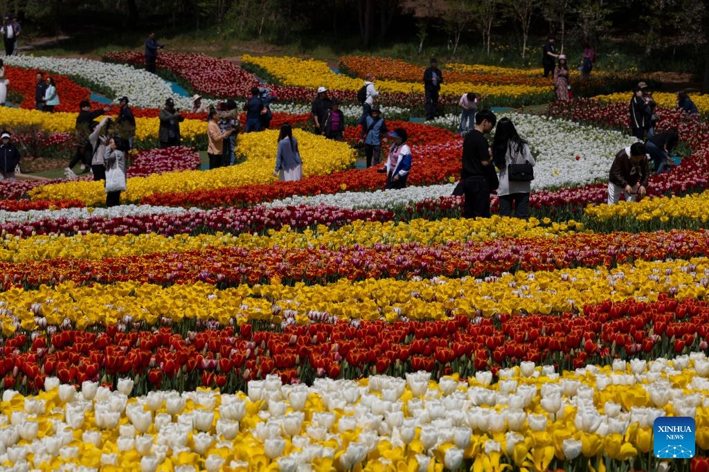 People visit a tulip festival in Taean, South Chungcheong Province, South Korea, April 18, 2024.(Photo: Xinhua)