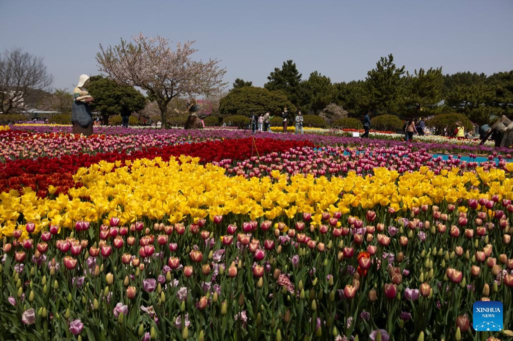 People visit a tulip festival in Taean, South Chungcheong Province, South Korea, April 18, 2024.(Photo: Xinhua)