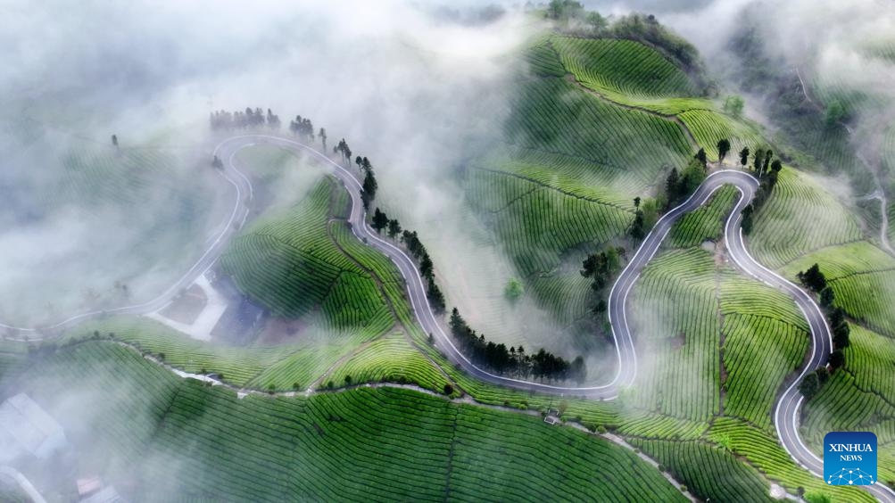 An aerial drone photo taken on April 18, 2024 shows the view of tea gardens in Zouma Town of Hefeng County, central China's Hubei Province. The county of Hefeng has made efforts in the coordinated development of tea planting and tourism industries to boost rural revitalization.(Photo: Xinhua)