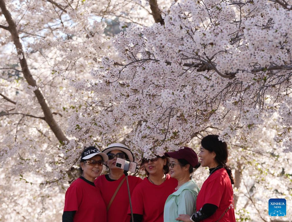 Tourists pose for a group photo with cherry blossoms at Longwangtang cherry park in Dalian, northeast China's Liaoning Province, April 17, 2024.(Photo: Xinhua)