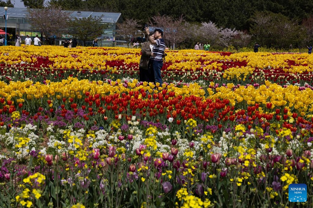 People visit a tulip festival in Taean, South Chungcheong Province, South Korea, April 18, 2024.(Photo: Xinhua)