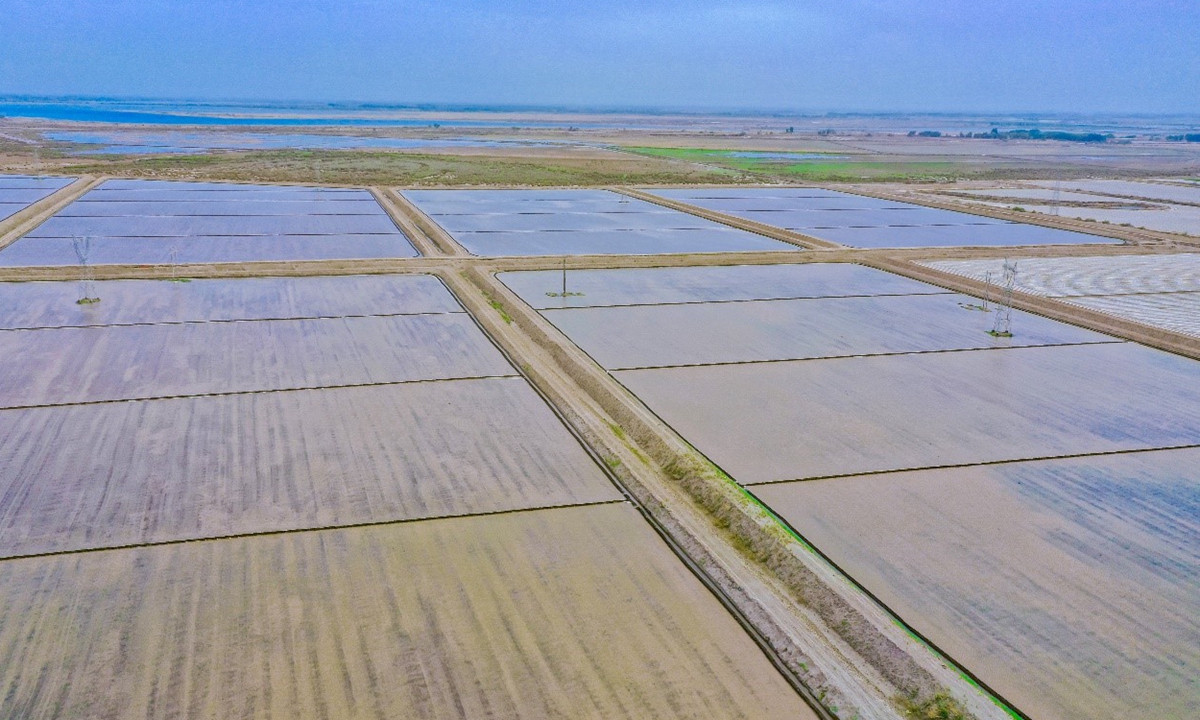 An aerial view of the rice fields in Liuyuan town of Aksu Prefecture, Xinjiang Uygur Autonomous Region Photo: Zhou Peng of Xinjiang Daily