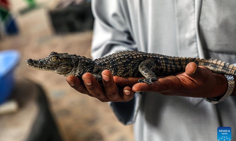 A crocodile breeder displays a crocodile inside his house at the Nubian village of Gharb Sohail in Aswan, Egypt, April 21, 2024. Raising crocodiles in the village of Gharb Sohail in Aswan is considered a popular ritual for locals to attract tourists. (Xinhua/Ahmed Gomaa)
