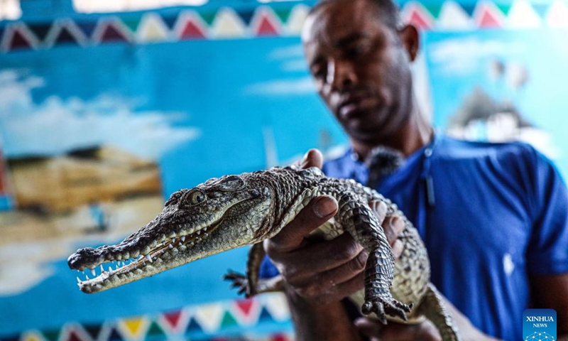 A crocodile breeder displays a crocodile inside his house at the Nubian village of Gharb Sohail in Aswan, Egypt, April 21, 2024. Raising crocodiles in the village of Gharb Sohail in Aswan is considered a popular ritual for locals to attract tourists. (Xinhua/Ahmed Gomaa)