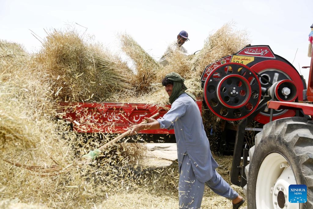 Farmers harvest canola at a field in Pakistan's eastern Bhakkar district on April 17, 2024. In Pakistan's eastern Bhakkar district, farmers were left in awe as they witnessed the newly imported oilseed harvesters from China efficiently and briskly carrying out their tasks.(Photo; Xinhua)