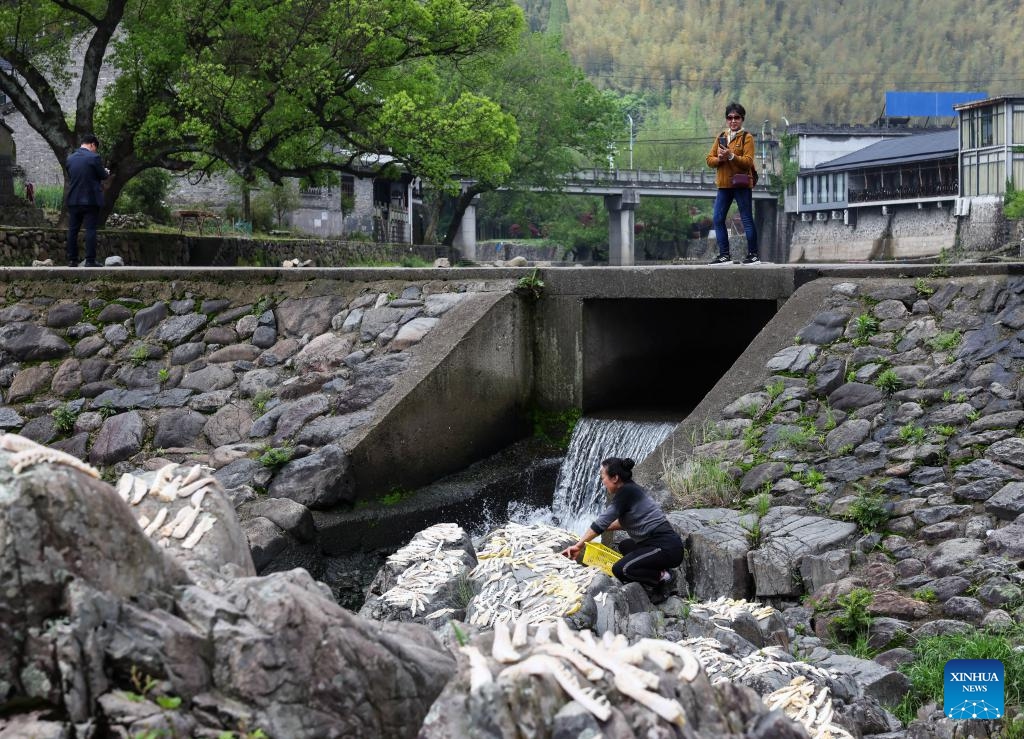 A local resident airs bamboo shoots at Zhongcun Village of Luting Township, Yuyao City, east China's Zhejiang Province, April 13, 2024. Sticking to the concept of lucid waters and lush mountains are invaluable assets, Luting Township has taken local environment as an advantage to develop ecological industry and to promote the countryside tourism.(Photo: Xinhua)