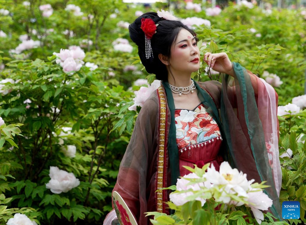 A tourist in traditional Chinese attire enjoys peony flowers at the China National Flower Garden in Luoyang, central China's Henan Province, April 16, 2024. As an imperial capital during 13 dynasties, Luoyang claims to have the country's best peonies. In recent years, Luoyang has actively explored the culture related to peony flowers, encouraging the development of peony-themed porcelain, painting, and many other characteristic activities containing peony elements.(Photo: Xinhua)