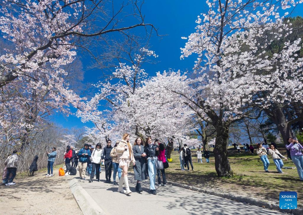 People walk under blooming cherry blossoms at High Park in Toronto, Canada, on April 22, 2024.(Photo; Xinhua)