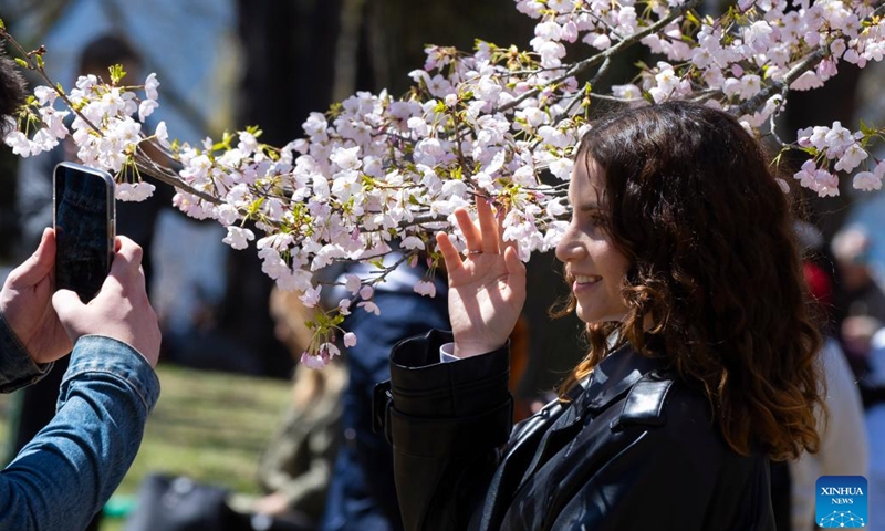 A woman poses for photos with cherry blossoms at High Park in Toronto, Canada, on April 22, 2024.(Photo; Xinhua)