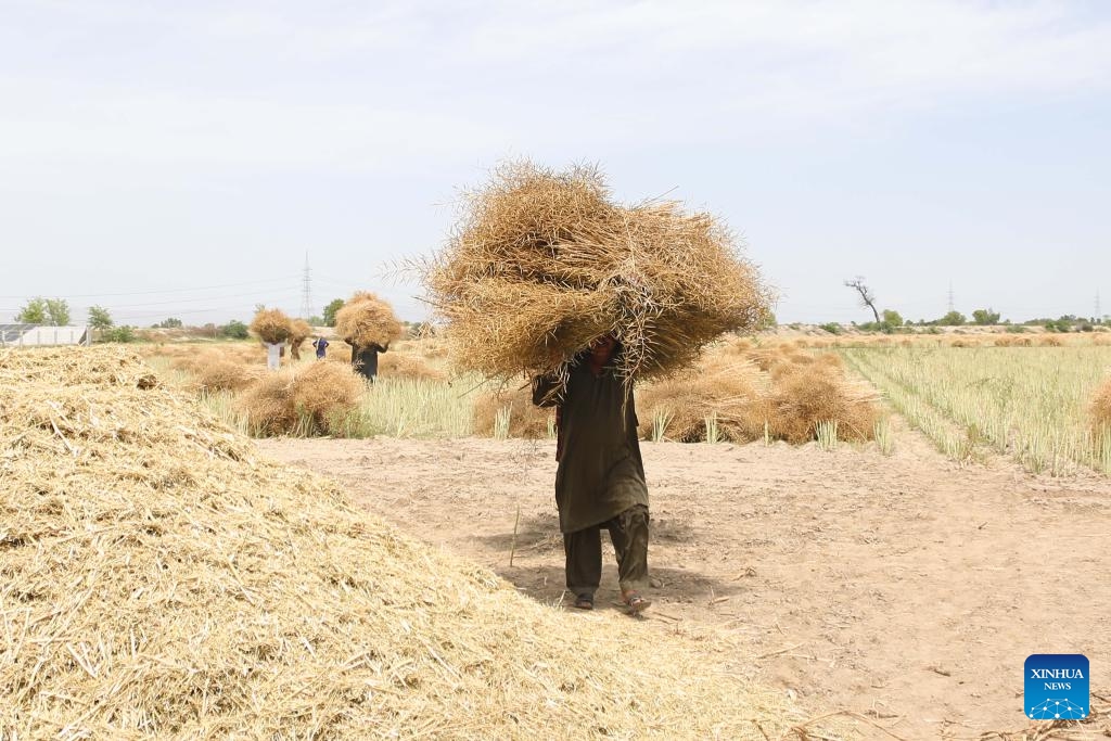 Farmers carry harvested canola at a field in Pakistan's eastern Bhakkar district on April 17, 2024. In Pakistan's eastern Bhakkar district, farmers were left in awe as they witnessed the newly imported oilseed harvesters from China efficiently and briskly carrying out their tasks.(Photo; Xinhua)