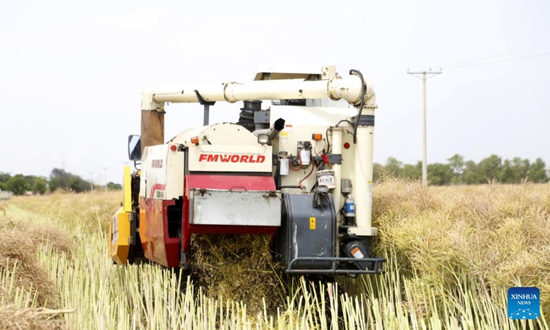 A farmer uses a newly imported oilseed harvester to harvest canola at a field in Pakistan's eastern Bhakkar district on April 17, 2024. In Pakistan's eastern Bhakkar district, farmers were left in awe as they witnessed the newly imported oilseed harvesters from China efficiently and briskly carrying out their tasks.(Photo; Xinhua)