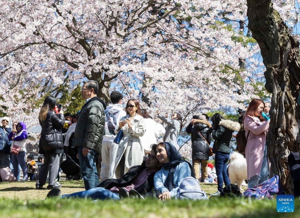People spend leisure time under cherry blossoms at High Park in Toronto, Canada, on April 22, 2024.(Photo; Xinhua)