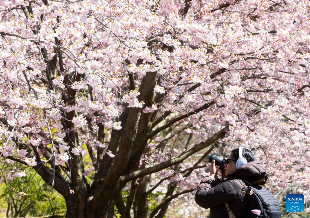 A woman takes photos of cherry blossoms at High Park in Toronto, Canada, on April 22, 2024(Photo; Xinhua)
