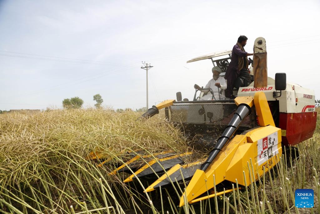 A farmer uses a newly imported oilseed harvester to harvest canola at a field in Pakistan's eastern Bhakkar district on April 17, 2024. In Pakistan's eastern Bhakkar district, farmers were left in awe as they witnessed the newly imported oilseed harvesters from China efficiently and briskly carrying out their tasks.(Photo; Xinhua)