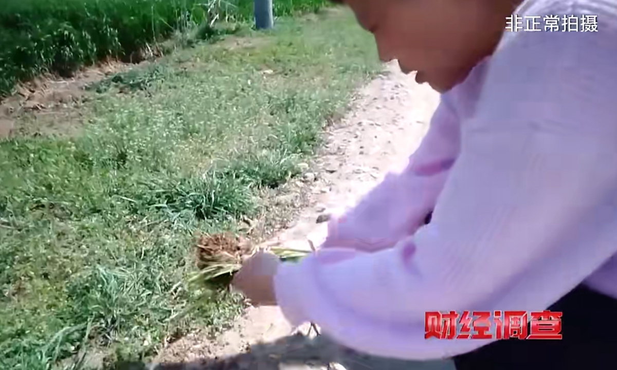 During the busy spring farming season, some enterprises in rural areas are promoting a high-tech product that could empower crop seeds using Quantum Technology. Photo: web