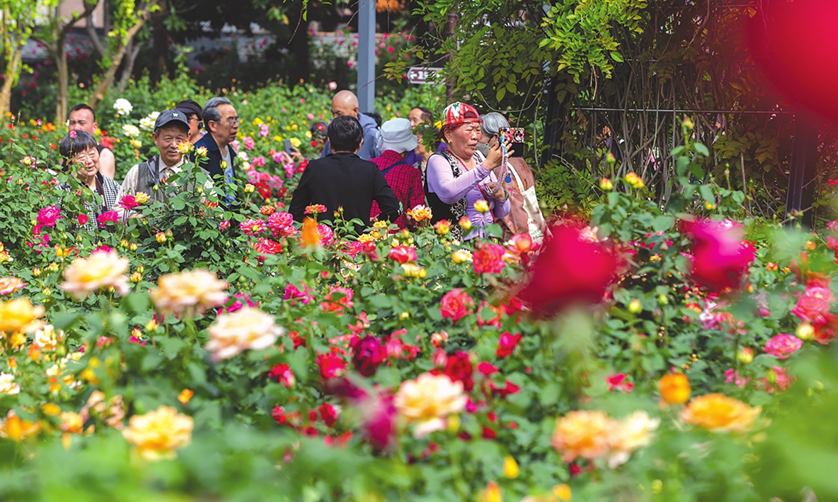 Over 400,000 rose plants of 1,200 varieties in Zhengzhou Rose Park, Central China's Henan Province, are in full bloom on April 23, 2024. Roses of different colors and shapes stretch out in the green space like a carpet, forming a magnificent sea of flowers. Photo: IC