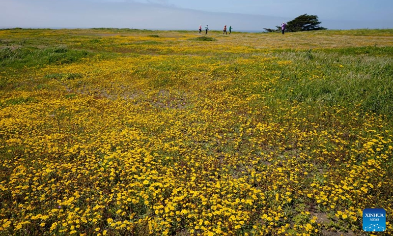 This photo taken on April 22, 2024 shows a view of blooming flowers in San Mateo County, California, the United States.(Photo: Xinhua)