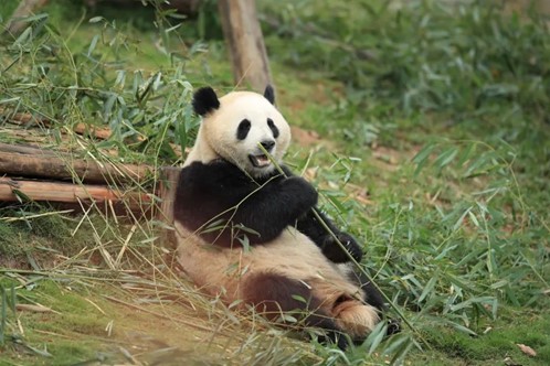 Giant Panda Zhuyu. Photo: Chengdu Research Base of Giant Panda Breeding