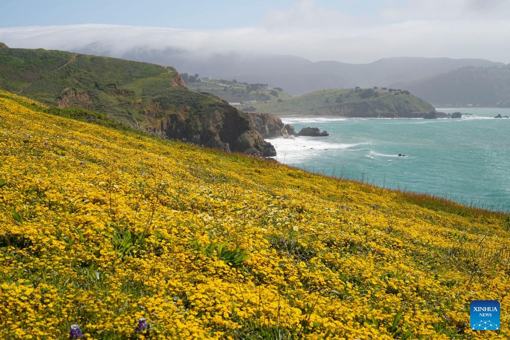 This photo taken on April 22, 2024 shows a view of blooming flowers in San Mateo County, California, the United States.(Photo: Xinhua)
