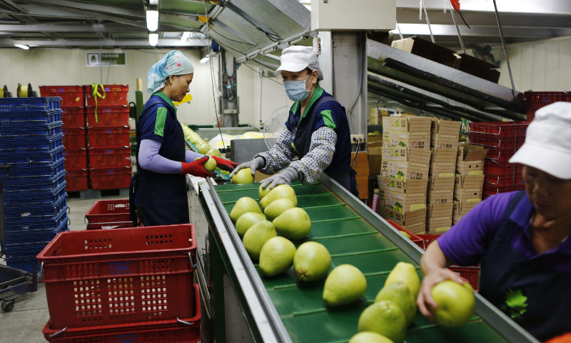 Workers clean and sort pomelos and grapefruits in a workshop in Pingtung county in Taiwan Province, in September 2018. File photo: VCG
