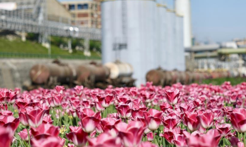This photo taken on April 11, 2024 shows tulips at the smeltery of Serbia Zijin Copper DOO in Bor, Serbia. The city of Bor in Serbia is rich in copper resources. Zijin Mining Group built new and advanced production facilities in the Serbian company and set new standards for environment-friendly mining. (Xinhua/Zheng Kaijun)