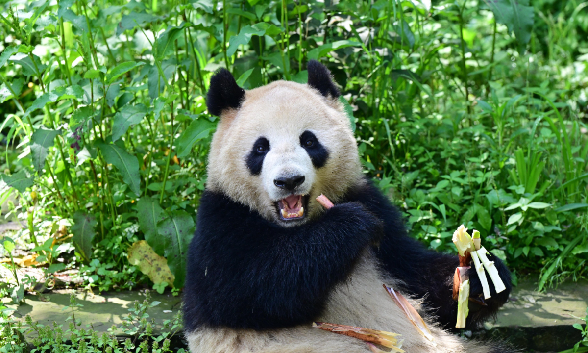 Giant Panda Xinbao