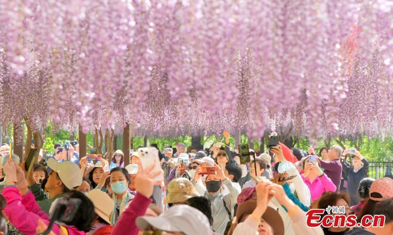 Wisteria flowers are in full blossom, looking like a purple curtain at Yuyuantan Park in Beijing, April 24, 2024. Photo: China News Service
