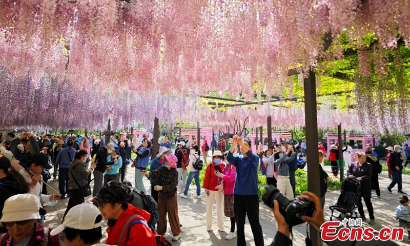 Wisteria flowers are in full blossom, looking like a purple curtain at Yuyuantan Park in Beijing, April 24, 2024. Photo: China News Service
