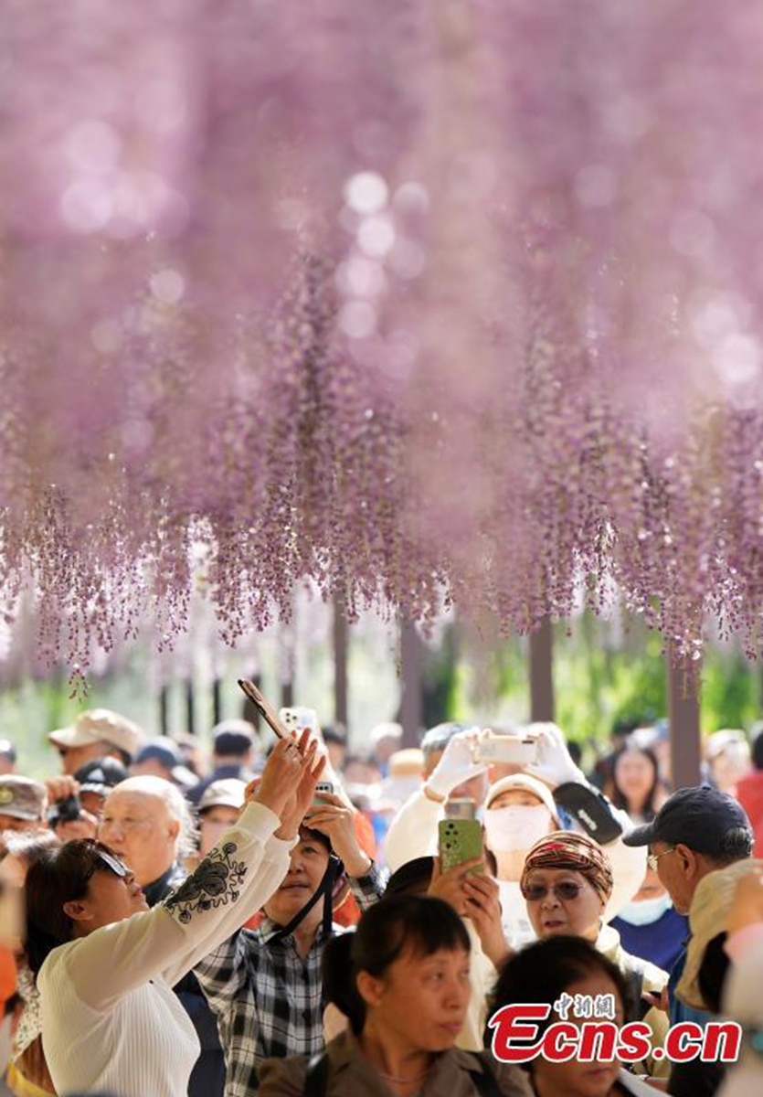 Wisteria flowers are in full blossom, looking like a purple curtain at Yuyuantan Park in Beijing, April 24, 2024. Photo: China News Service
