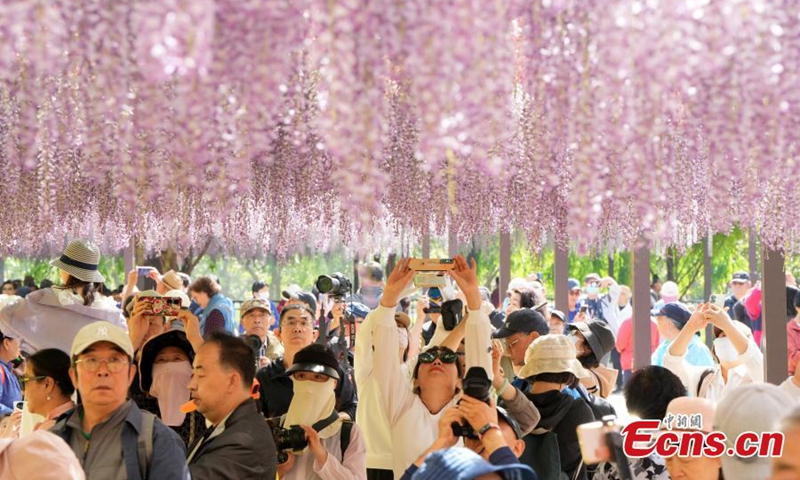 Wisteria flowers are in full blossom, looking like a purple curtain at Yuyuantan Park in Beijing, April 24, 2024. Photo: China News Service
