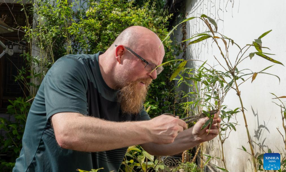 Chad Sinclair prunes a bonsai work at the White Bear Bonsai Garden in Chongzhou, southwest China's Sichuan Province, on April 21, 2024. Photo:Xinhua