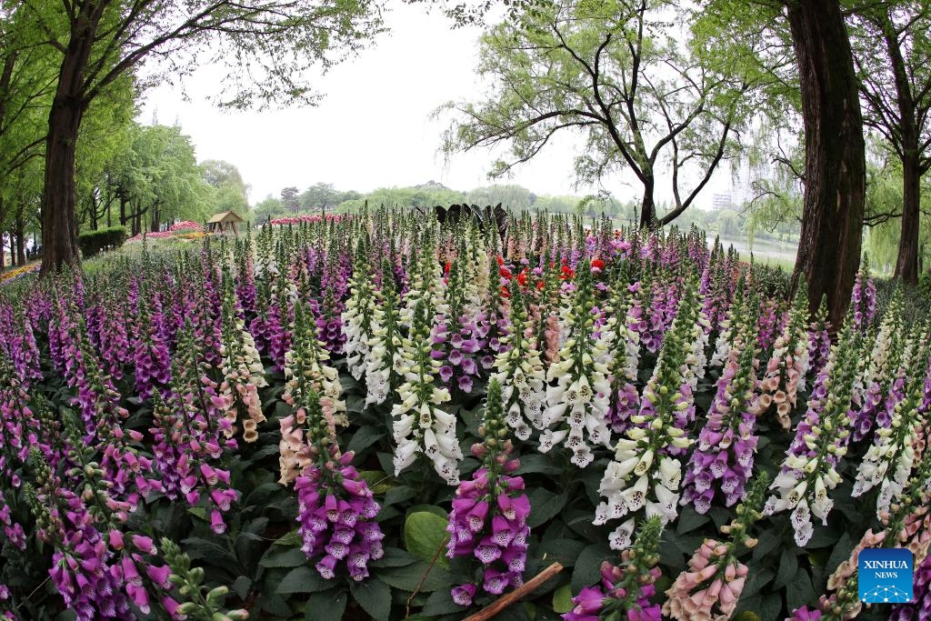 This photo taken on April 25, 2024 shows flowers of the International Horticulture Goyang Korea (IHK) 2024 at Ilsan lake park in Goyang, South Korea. The IHK 2024, one of the representative international flower exhibitions in South Korea, is held here from April 26 to May 12 this year under the theme of Flower in the Earth.(Photo: Xinhua)