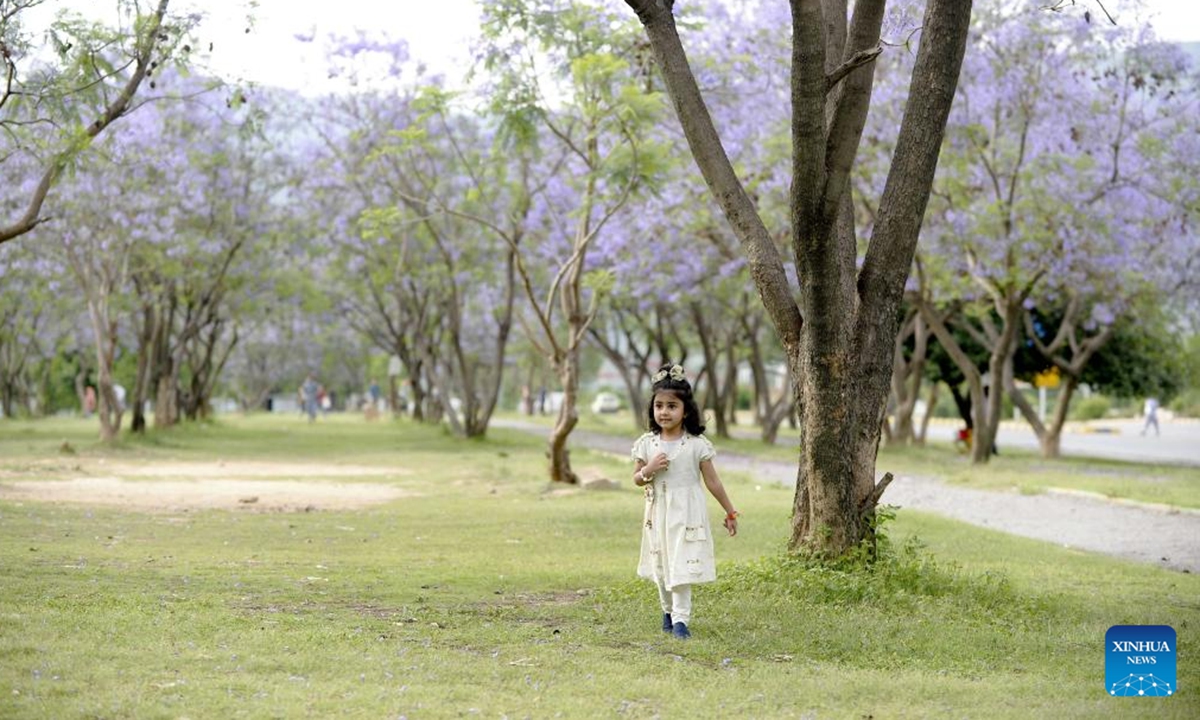 People enjoy leisure time under blooming jacaranda trees in Islamabad, Pakistan on May 2, 2024. (Xinhua/Ahmad Kamal)



