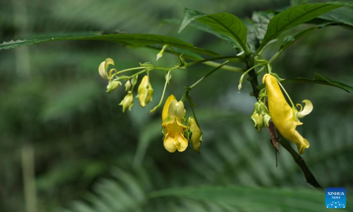 This photo taken on Oct. 7, 2019 shows a new species of impatiens named Impatiens beipanjiangensis in Panzhou City, southwest China's Guizhou Province. (Photo by Guo Ying/Xinhua)



