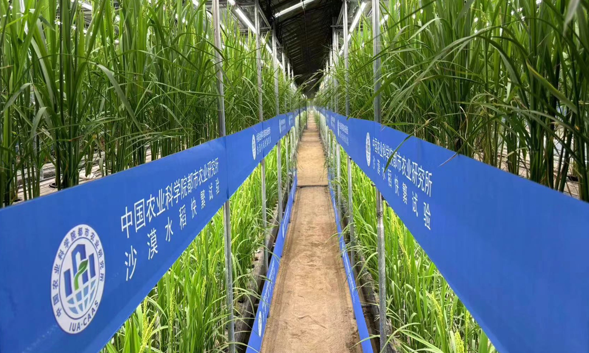 Fast breeding rice cultivated in a desert greenhouse in Hotan Prefecture, Northwest China's Xinjiang Uygur Autonomous Region, under the trial period.  Photo: Courtesy of the Institute of Urban Agriculture, Chinese Academy of Agricultural Sciences