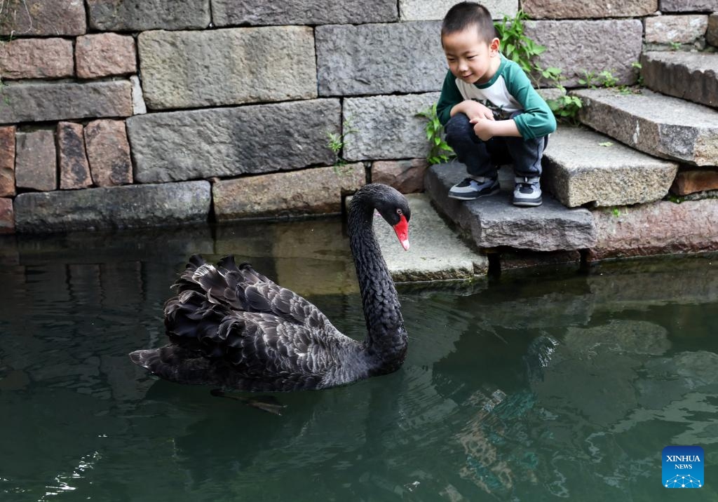 A boy interacts with a black swan at the Puyuan Fashion Resort in Jiaxing of east China's Zhejiang Province, April 26, 2024. Paying tribute to the elegant aesthetics of the Song Dynasty (960-1279), the heyday of ancient Chinese art, while combing modern elements, the Puyuan Fashion Resort in Jiaxing of east China's Zhejiang Province offers an immersive cultural travel experience to visitors, ranging from Hanfu fashion shows to themed markets, concerts and sports games.(Photo: Xinhua)