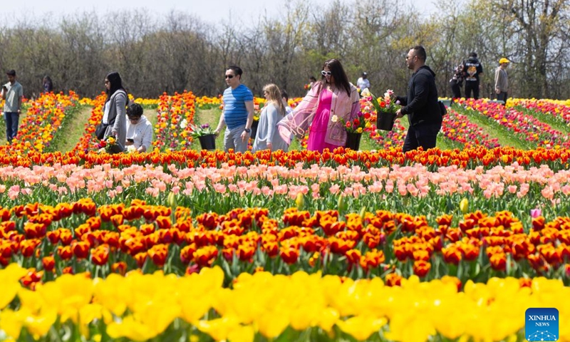 People visit a tulip pick farm in Ridgeville, Ontario, Canada, on April 29, 2024. (Photo by Zou Zheng/Xinhua)