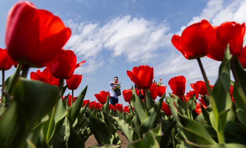 A man picks tulips at a tulip pick farm in Ridgeville, Ontario, Canada, on April 29, 2024. (Photo by Zou Zheng/Xinhua)