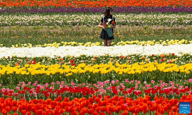 A girl picks tulips at a tulip pick farm in Ridgeville, Ontario, Canada, on April 29, 2024. (Photo by Zou Zheng/Xinhua)